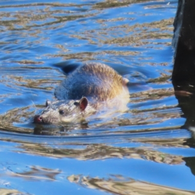 Hydromys chrysogaster (Rakali or Water Rat) at Jerrabomberra Wetlands - 30 Jun 2023 by RodDeb