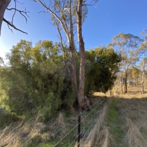 Exocarpos cupressiformis at Bango, NSW - 25 Jun 2023