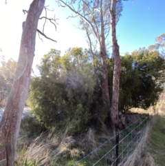 Exocarpos cupressiformis at Bango, NSW - 25 Jun 2023 03:40 PM