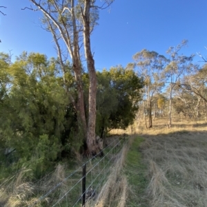 Exocarpos cupressiformis at Bango, NSW - 25 Jun 2023