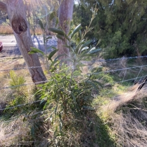 Acacia melanoxylon at Bango, NSW - 25 Jun 2023 03:39 PM