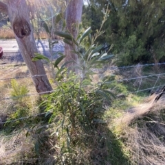 Acacia melanoxylon (Blackwood) at Bango Nature Reserve - 25 Jun 2023 by Tapirlord