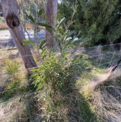 Acacia melanoxylon at Bango, NSW - 25 Jun 2023 03:39 PM