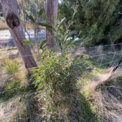 Acacia melanoxylon at Bango, NSW - 25 Jun 2023
