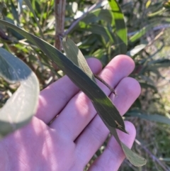 Acacia melanoxylon at Bango, NSW - 25 Jun 2023 03:39 PM