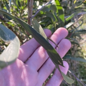 Acacia melanoxylon at Bango, NSW - 25 Jun 2023 03:39 PM