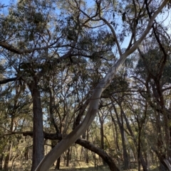 Eucalyptus blakelyi (Blakely's Red Gum) at Bango Nature Reserve - 25 Jun 2023 by Tapirlord