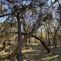 Eucalyptus blakelyi at Bango, NSW - 25 Jun 2023