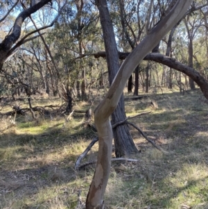 Eucalyptus blakelyi at Bango, NSW - 25 Jun 2023