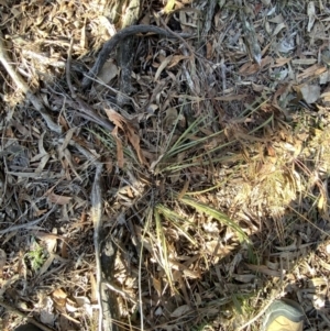 Lomandra multiflora at Bango, NSW - 25 Jun 2023