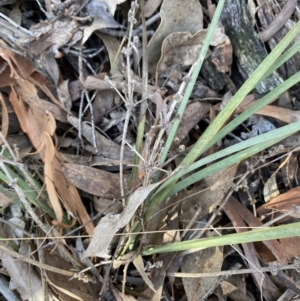 Lomandra multiflora at Bango, NSW - 25 Jun 2023