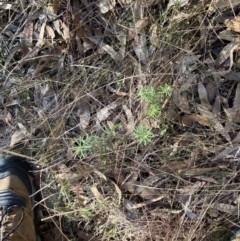 Cassinia hewsoniae (Sticky Cassinia) at Bango, NSW - 25 Jun 2023 by Tapirlord