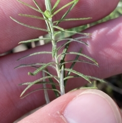 Cassinia hewsoniae at Bango, NSW - 25 Jun 2023