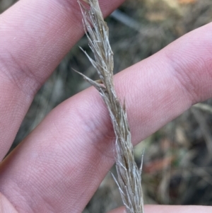 Austrostipa densiflora at Bango, NSW - 25 Jun 2023