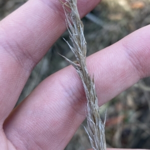 Austrostipa densiflora at Bango, NSW - 25 Jun 2023