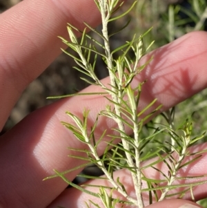 Cassinia hewsoniae at Bango, NSW - 25 Jun 2023