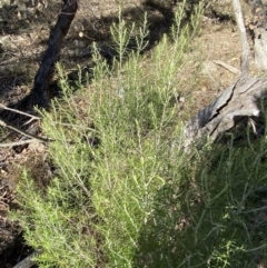 Cassinia hewsoniae at Bango, NSW - 25 Jun 2023