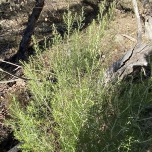 Cassinia hewsoniae at Bango, NSW - 25 Jun 2023