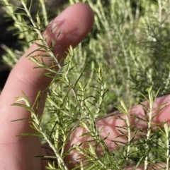 Cassinia hewsoniae at Bango, NSW - 25 Jun 2023