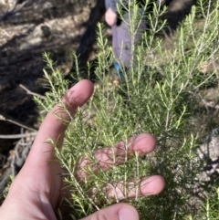 Cassinia hewsoniae at Bango, NSW - 25 Jun 2023