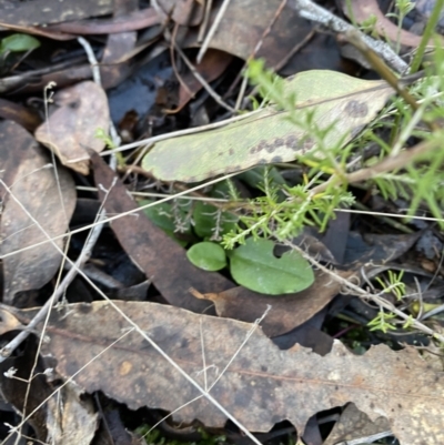 Pterostylis nutans (Nodding Greenhood) at Bango Nature Reserve - 25 Jun 2023 by Tapirlord