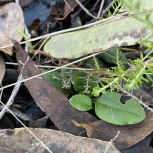 Pterostylis nutans at Bango, NSW - suppressed