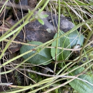 Pterostylis nutans at Bango, NSW - 25 Jun 2023