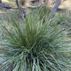 Lomandra longifolia (Spiny-headed Mat-rush, Honey Reed) at Bango Nature Reserve - 25 Jun 2023 by Tapirlord