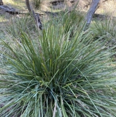 Lomandra longifolia (Spiny-headed Mat-rush, Honey Reed) at Bango, NSW - 25 Jun 2023 by Tapirlord