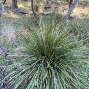 Lomandra longifolia at Bango, NSW - 25 Jun 2023