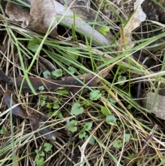 Scutellaria humilis (Dwarf Skullcap) at Bango Nature Reserve - 25 Jun 2023 by Tapirlord