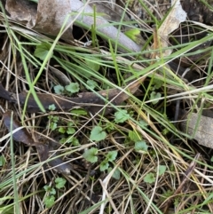 Scutellaria humilis at Bango, NSW - 25 Jun 2023