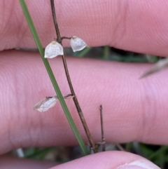 Scutellaria humilis at Bango, NSW - 25 Jun 2023