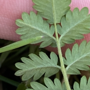 Acaena echinata at Bango, NSW - 25 Jun 2023