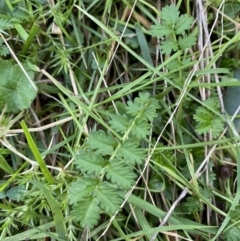 Acaena echinata at Bango, NSW - 25 Jun 2023