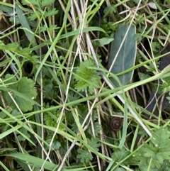 Acaena echinata at Bango, NSW - 25 Jun 2023