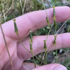 Senecio diaschides (Erect Groundsel) at Bango, NSW - 25 Jun 2023 by Tapirlord