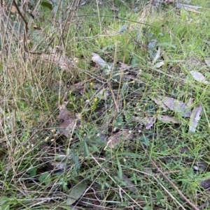 Senecio diaschides at Bango, NSW - 25 Jun 2023