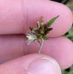 Euchiton japonicus (Creeping Cudweed) at Bango, NSW - 25 Jun 2023 by Tapirlord