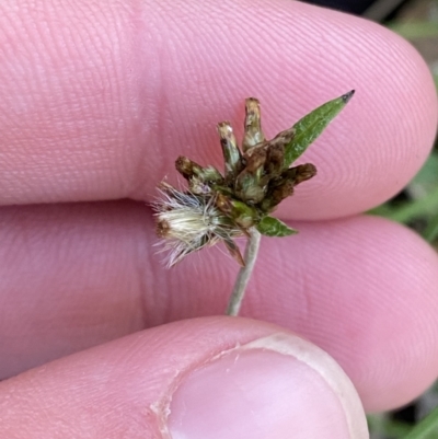 Euchiton japonicus (Creeping Cudweed) at Bango Nature Reserve - 25 Jun 2023 by Tapirlord