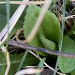 Pterostylis curta (Blunt Greenhood) at Bango Nature Reserve - 25 Jun 2023 by Tapirlord