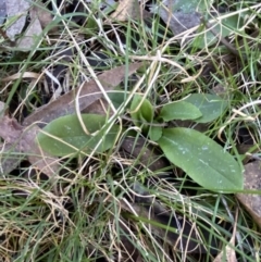 Pterostylis curta at Bango, NSW - suppressed