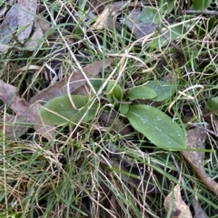 Pterostylis curta at Bango, NSW - 25 Jun 2023