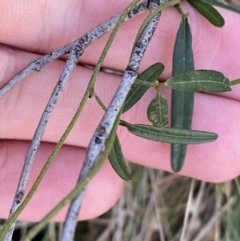 Glycine clandestina (Twining Glycine) at Bango, NSW - 25 Jun 2023 by Tapirlord