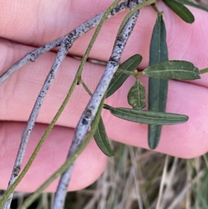 Glycine clandestina at Bango, NSW - 25 Jun 2023 01:54 PM