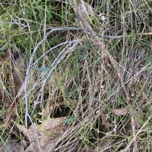 Glycine clandestina at Bango, NSW - 25 Jun 2023