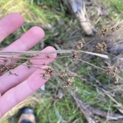 Juncus vaginatus (Clustered Rush) at Bango Nature Reserve - 25 Jun 2023 by Tapirlord