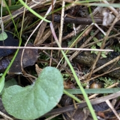 Dichondra repens (Kidney Weed) at Bango, NSW - 25 Jun 2023 by Tapirlord