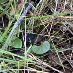 Dichondra repens at Bango, NSW - 25 Jun 2023 01:51 PM