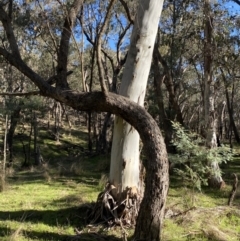 Eucalyptus rubida subsp. rubida (Candlebark) at Bango, NSW - 25 Jun 2023 by Tapirlord